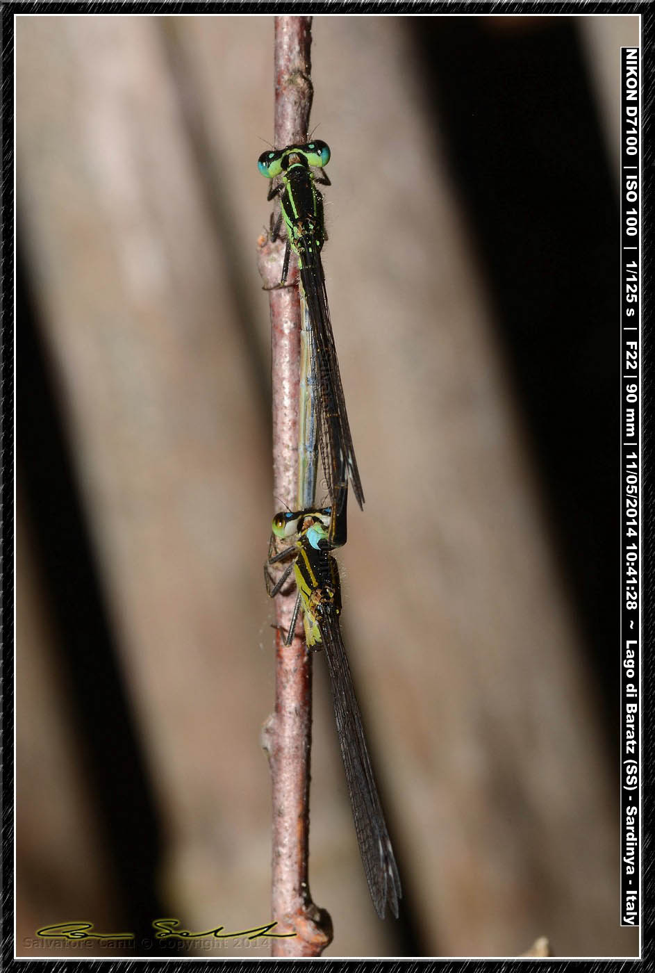 Ischnura genei, accoppiamento da Baratz (SS)